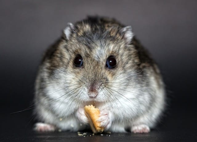 Alimentation hamster