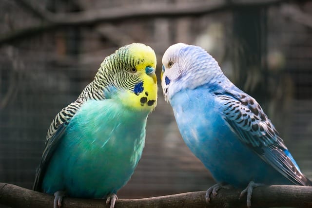 Alimentation oiseaux de cages